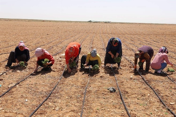 Konya 2024'ün tarımsal destek kayıtlarını başlattı