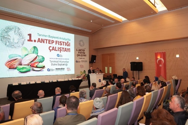 Antalya'da Antep Fıstığı Üretimi Yükseliyor